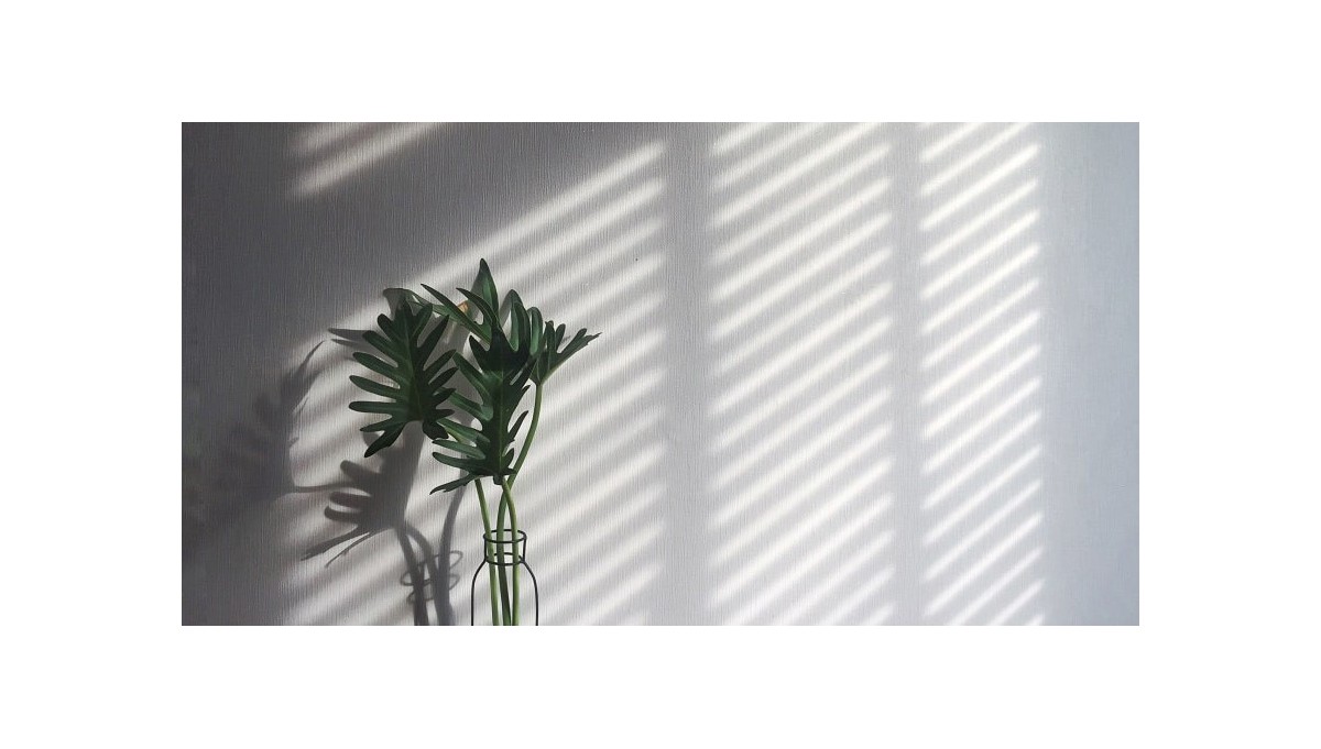 Rośliny lubiące cień – zobacz naszą listę roślin doniczkowych do domu